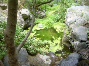 Barranco del Infierno Wasserflche mit Wasserpflanzen