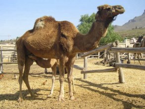 Camel Park Teneriffa Kamel