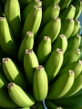 el hierro bananen