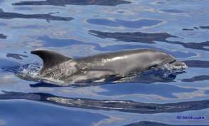 Delfin mit Baby Ocean Expolrer