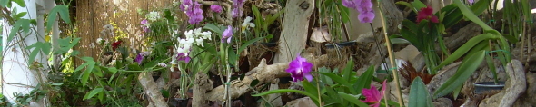 orchideen garten teneriffa puerto cruz
