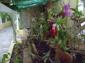 sitio litre teneriffa orchideen