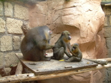 jungle park teneriffa Affen bei der Krperpflege