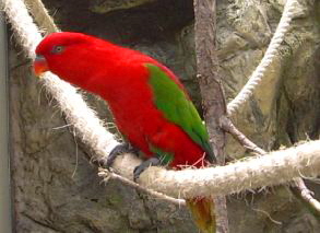 farbenprchtiger Vogel im Loro Parque