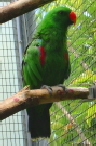 grner Papagei im Loro Parque