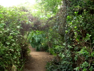 Exotic Park Vegetation