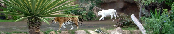 Weisser Tiger Loro Parque