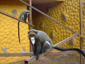 Monkey Park seltene Affenart