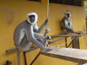 Monkey Park Teneriffa sitzende Affen