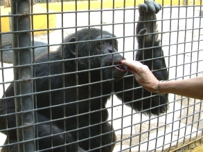 Teneriffa Schimpanse Monkey Park
