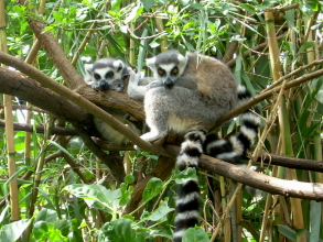 Teneriffa Monkey Park Lemuren