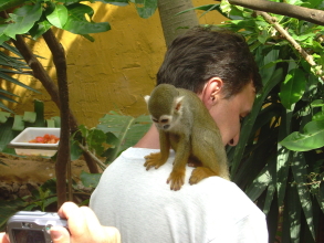 Monkey Park Teneriffa klaiener Affer auf der Schulter