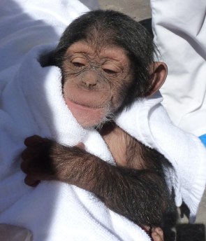 Schimpansen Baby Loro Parque Teneriffa