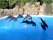 Kunstsprnge von Delfinen im Loro Parque