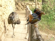 Emu und Enten Exotic Park