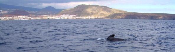 Wale vor Los Cristianos Teneriffa