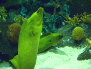 Murnen im Aquarium von Teneriffa