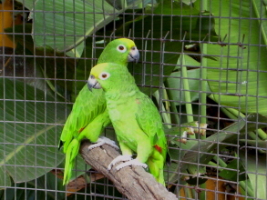 Papageien im Monkey Park Teneriffa 