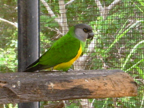 Papagei Monkey Park Teneriffa