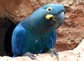 Papagei an der Hhle im Loro Parque