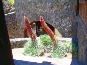 Natternkopf Besucherzentrum Teide Teneriffa