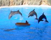 Kinder und  Delfine im Loro Parque