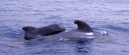 Wale Delfine